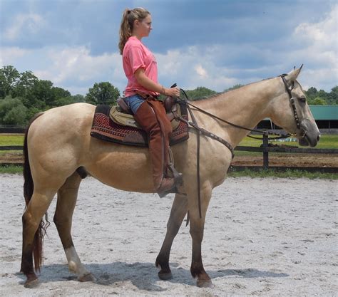 horses for sale in pa