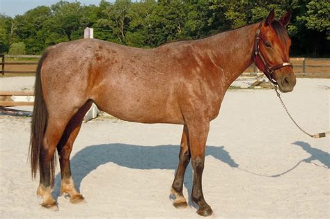 horses for sale in pa under 2000