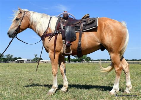horses for sale in texas under $1000
