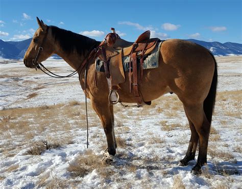 horses for sale in wy