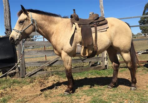 horses for sale qld 2023