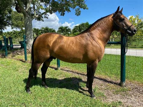horses for sale under $1000