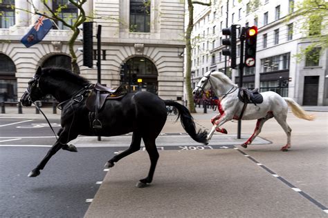 horses in london