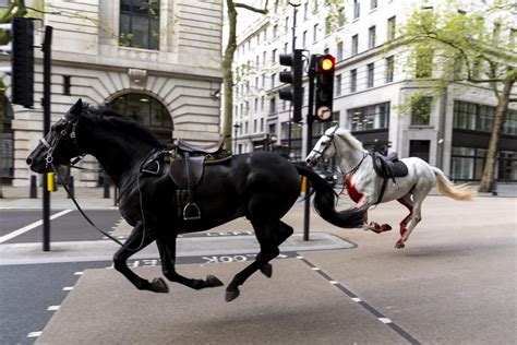 horses in london escape