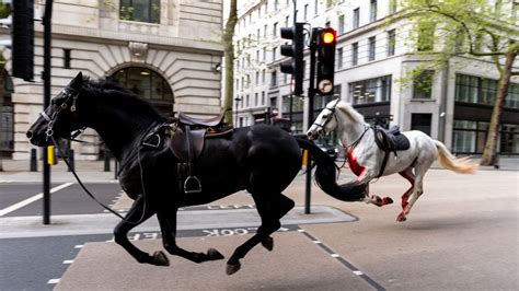 horses in london news