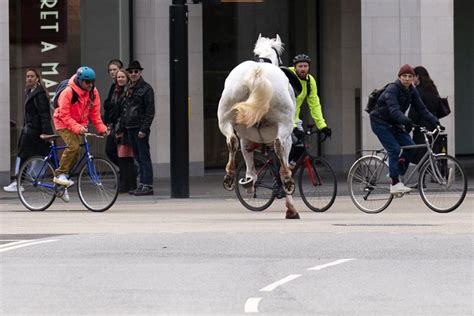 horses in london yesterday