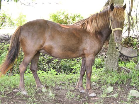 horses in michigan for sale