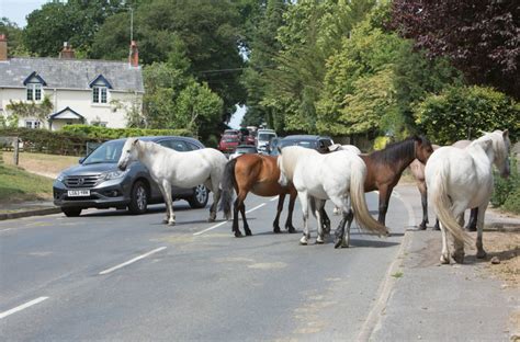 horses in new forest