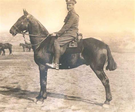 horses in ww1 facts