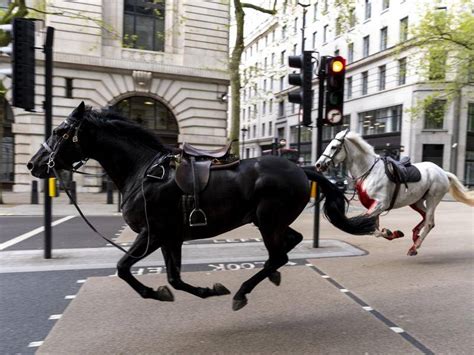 horses london spooked