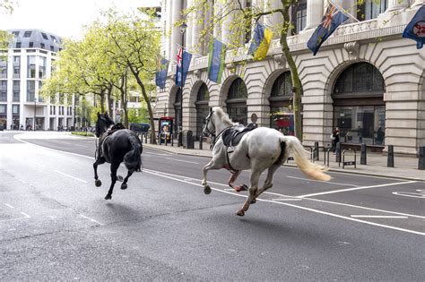 horses loose in london