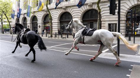 horses loose in london trending