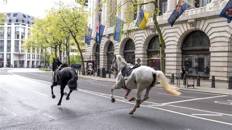 horses loose in london video