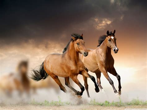 Horses Running Background