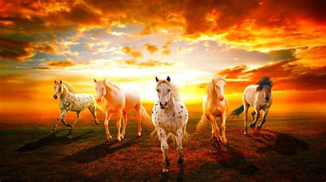Horses Sunset