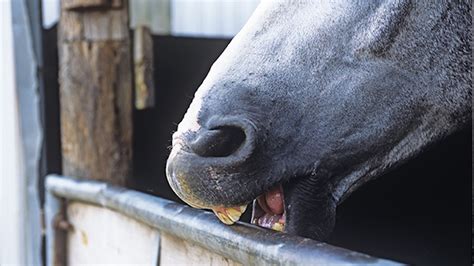 Horses That Crib Bite