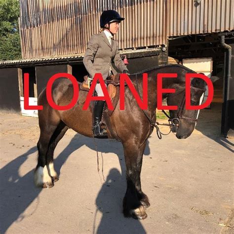 horses to loan only in kent facebook