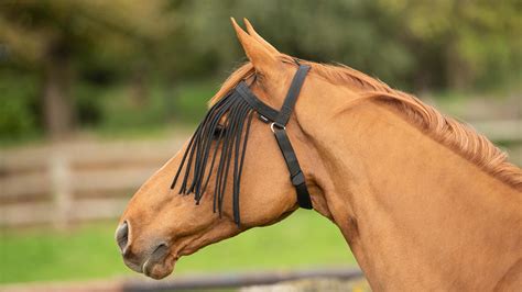 Horses With Fringe