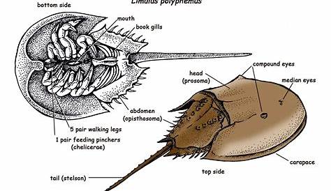 Horseshoe Crab Anatomy Diagram The Of A (Courtesy Of Enchanted