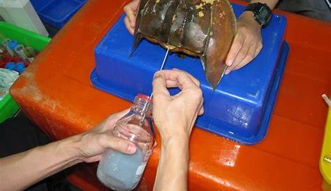 Horseshoe Crab Bleeding Process Charleston, South Carolina, USA. s Are Bled
