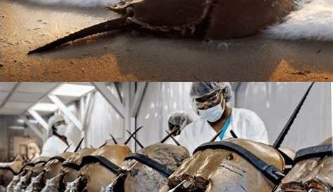 Horseshoe Crab Blood Farm How Saves Millions Of Lives Tech
