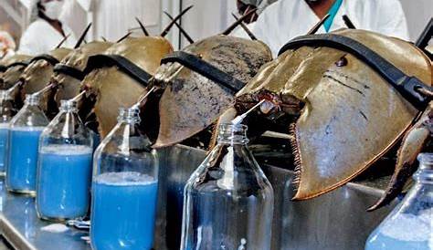 HORSESHOE CRAB BLOOD FOR SALE Buy Horseshoe Crab Blood