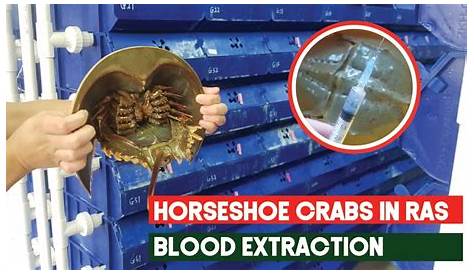HORSESHOE CRAB BLOOD FOR SALE Buy Horseshoe Crab Blood