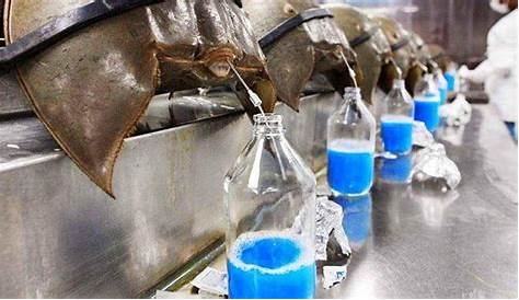 Horseshoe Crab Blood Price 10 Of The Most Expensive Liquids In The World! Social Sutta