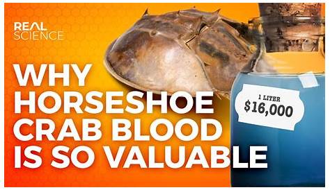 The Horseshoe Crab's blood is blue and expensive