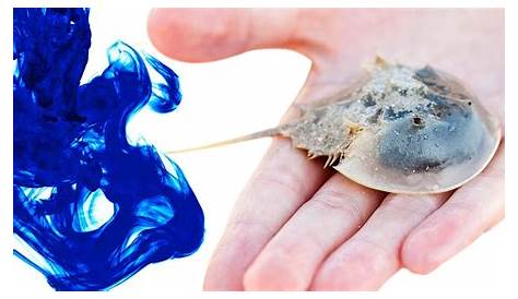Horseshoe Crab blood is blue and costs 60,000 per gallon