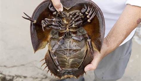 Horseshoe Crab Blue Blood Oct 17 The Oldest s Science