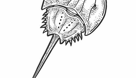 Horseshoe Crab Drawing Learn How To Draw A (Other Animals) Step By