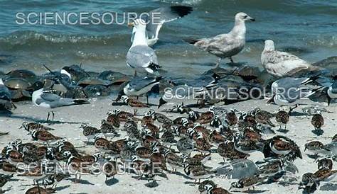 Horseshoe Crab Eggs Birds Domino Effect The Myriad Impacts Of Warming On An East