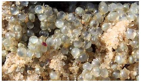 Horseshoe Crab Eggs For Sale Images Of