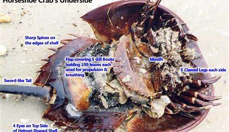 Horseshoe Crab Eggs Poisonous On Broadkill Beach Delawaresurf