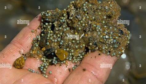 Horseshoe Crab Eggs (Limulus Polyphemus) , Mass Spawning