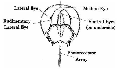 Cool Horseshoe Crab Eyes Diagram Creative Things Thursday