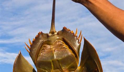 Horseshoe Crab Eyes On Tail NC DNA Day » The Amazing