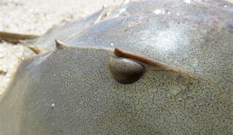 Cool Horseshoe Crab Human Eyes Haven Inter Venus