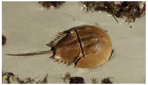 See a Horseshoe Crab? Help It Out! Frost Science
