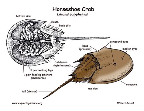 horseshoe crab anatomy diagram