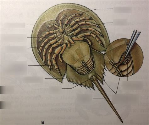 horseshoe crab anatomy quizlet