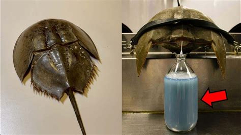 horseshoe crab blood price per litre