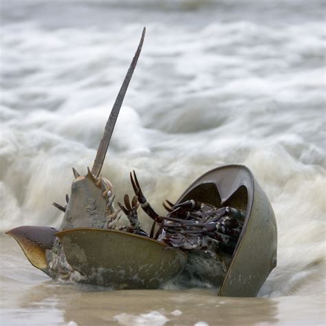 horseshoe crab conservation issues