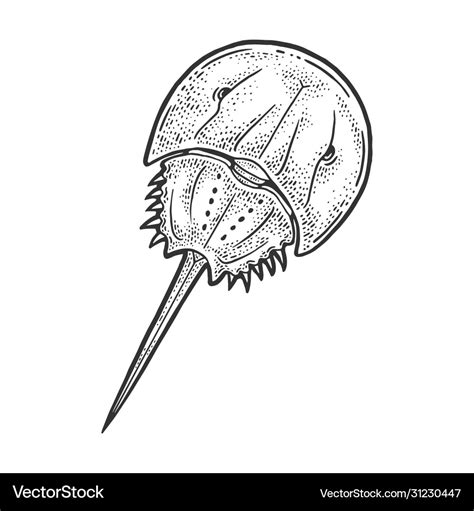 horseshoe crab drawing