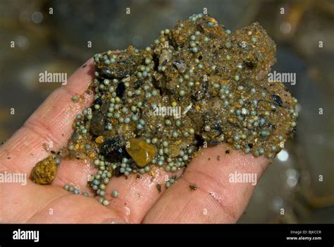 horseshoe crab eggs