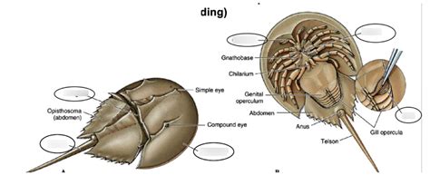 horseshoe crab phylum and class