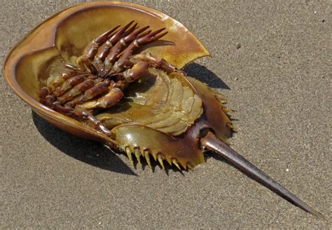 Horseshoe Crab Tail