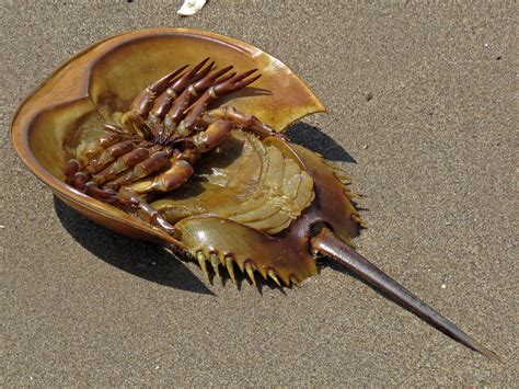 horseshoe crab without shell