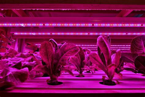 Horticultural Led Lighting